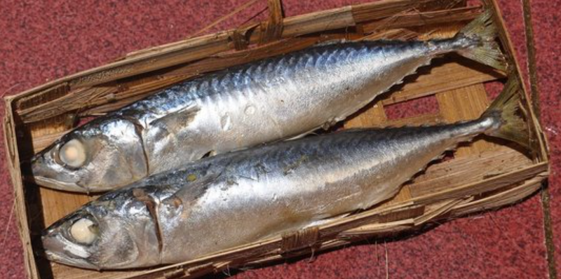 5 Keunggulan Ikan Kembung: Alternatif Terjangkau dan Bergizi Tinggi Dibandingkan Salmon