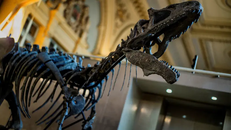 Seorang Pria Perancis Menemukan Fosil Dinosaurus: Kisah Rahasia yang Berumur 70 Juta Tahun