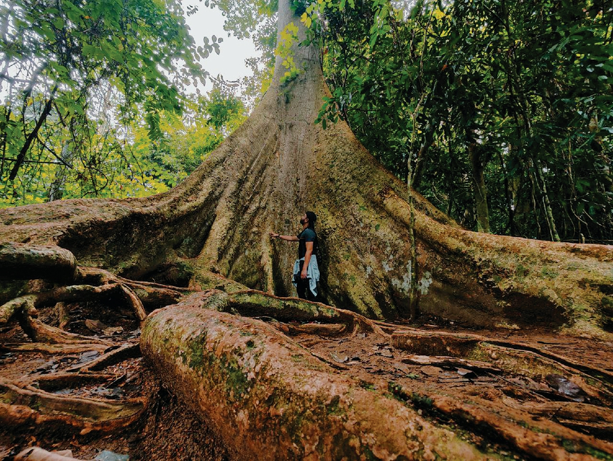 Hutan Tertua di Dunia: Pohon Ratusan Tahun Usianya di 2024