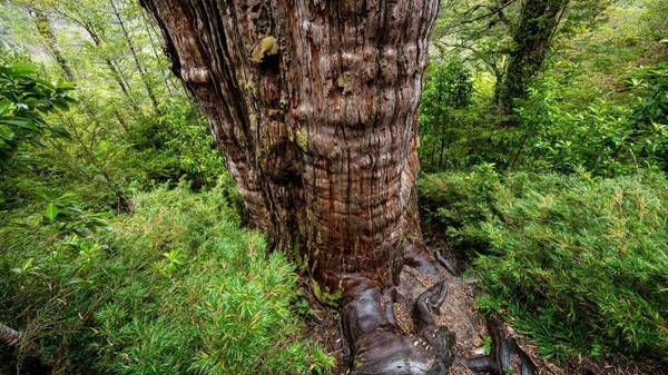 hutan tertua di dunia
