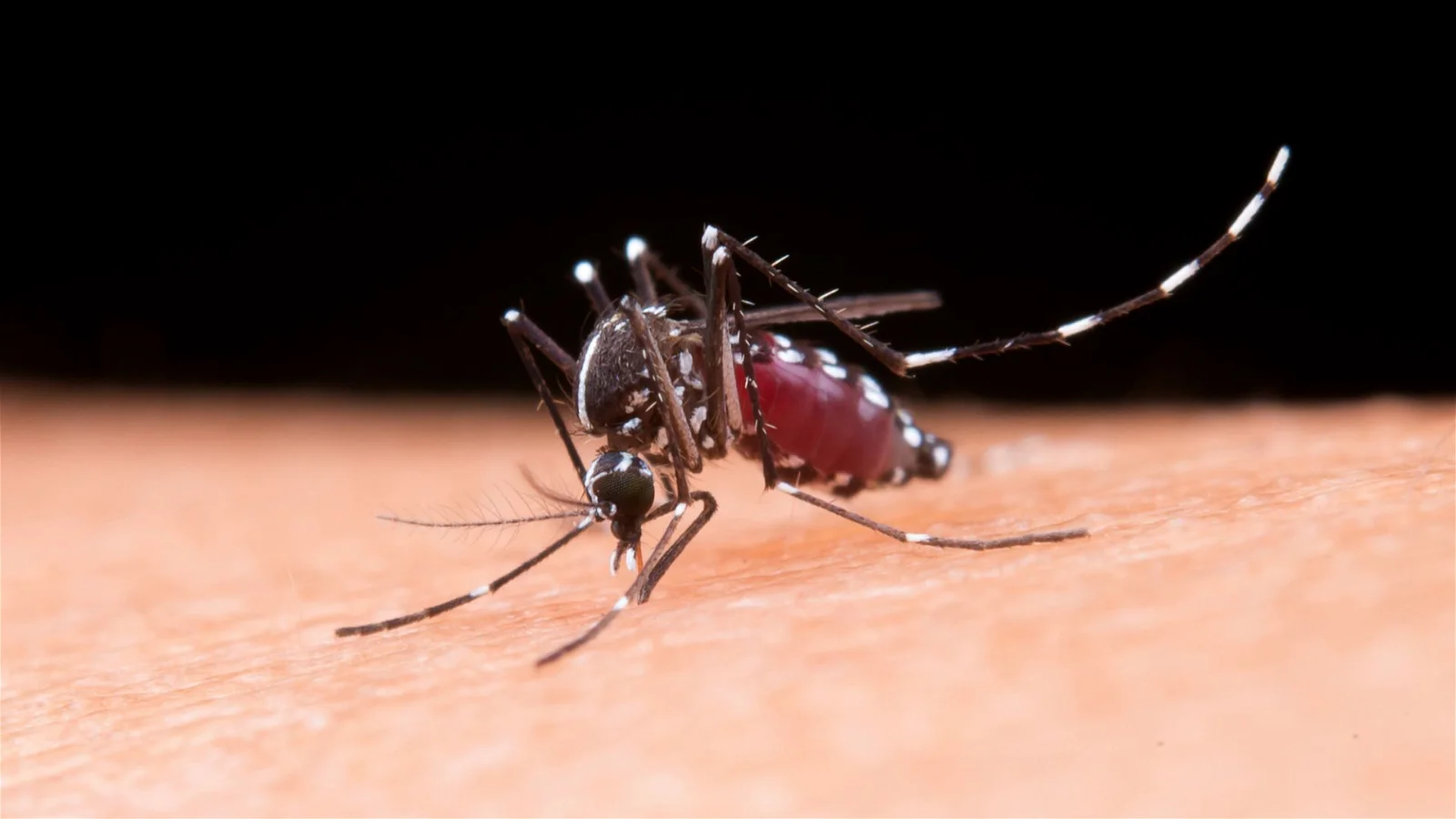 10 Gejala dari Nyamuk Chikungunya yang Luar Biasa Perlu Diwaspadai, Termasuk Demam dan Nyeri Sendi