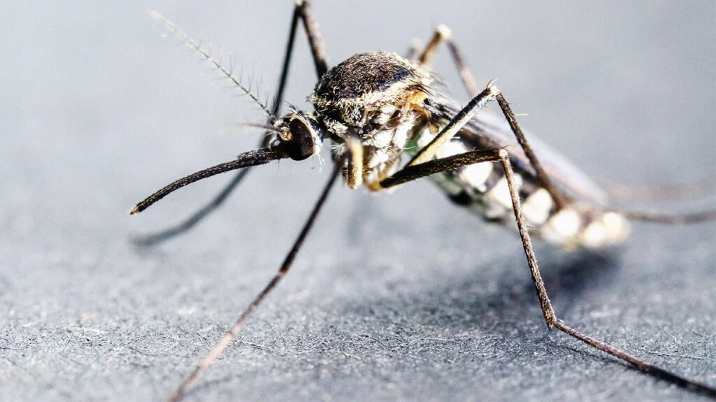 12 Gejala Malaria yang Perlu Anda Waspadai serta Cara Amazing untuk Mencegahnya