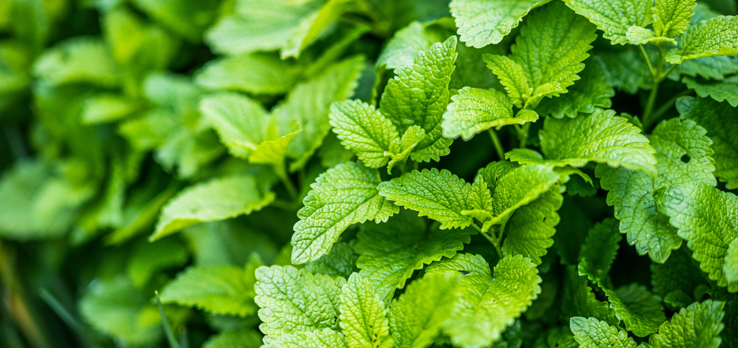 7 Manfaat Daun Mint yang Bukan Hanya Segar di Mulut Namus Ternyata Super Sehat